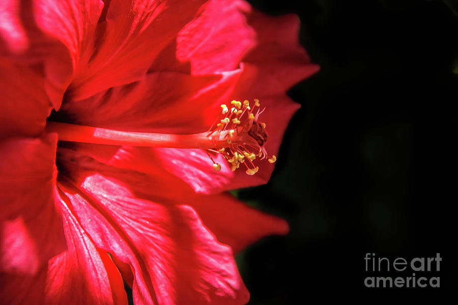 Red Hibiscus Macro Photograph by Robert Bales