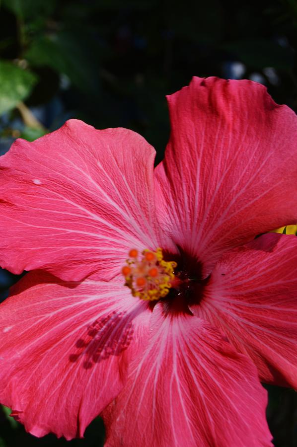 Red Hibiscus Macro Painting by Warren Thompson