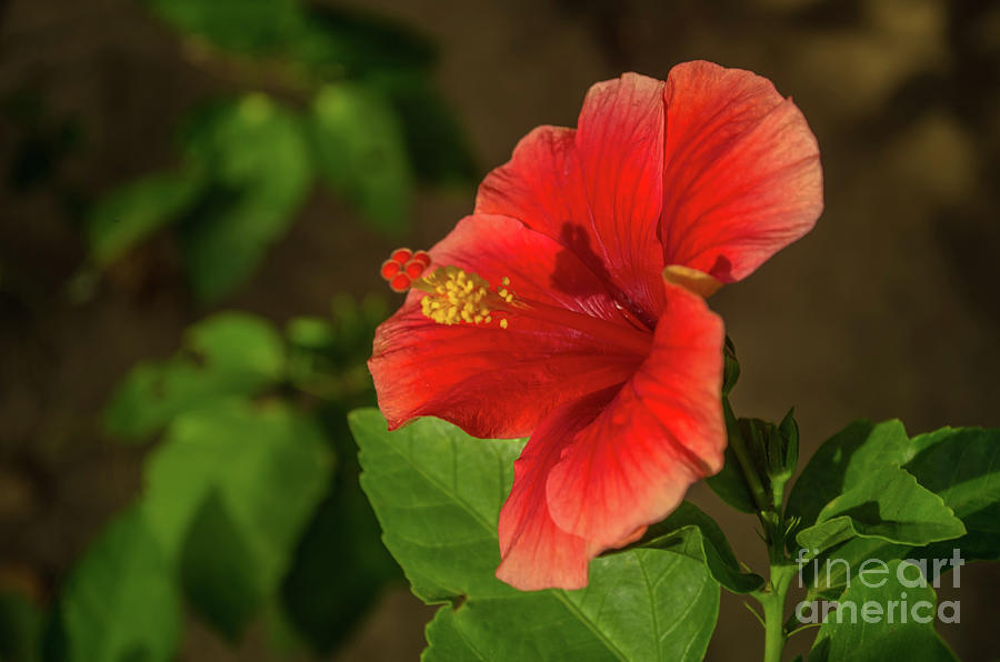 Red Hibiscus Photograph by Michelle Meenawong