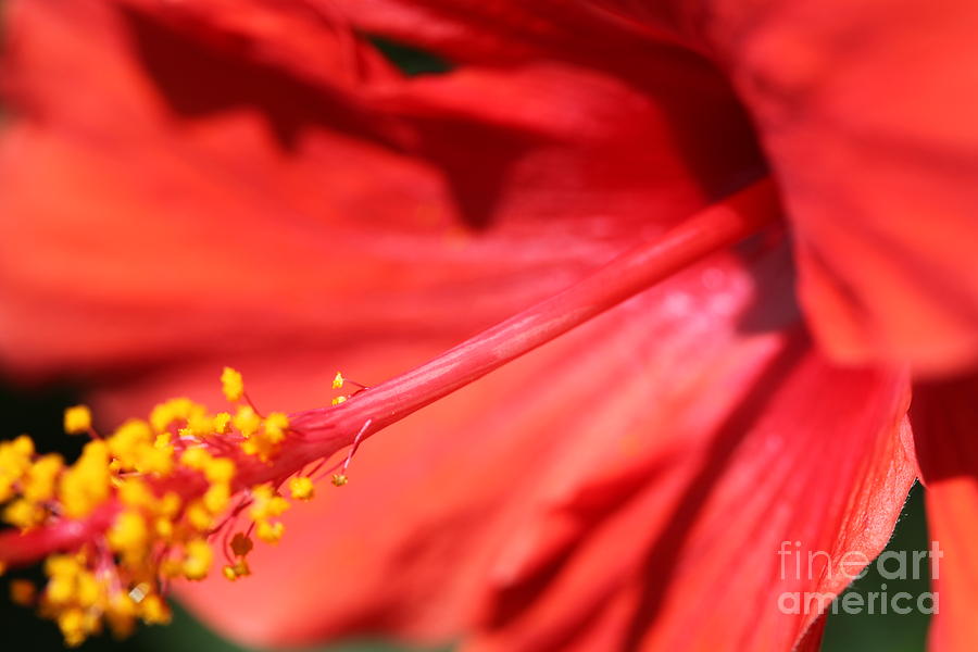 Red Hibiscus Photograph by Nadine Rippelmeyer