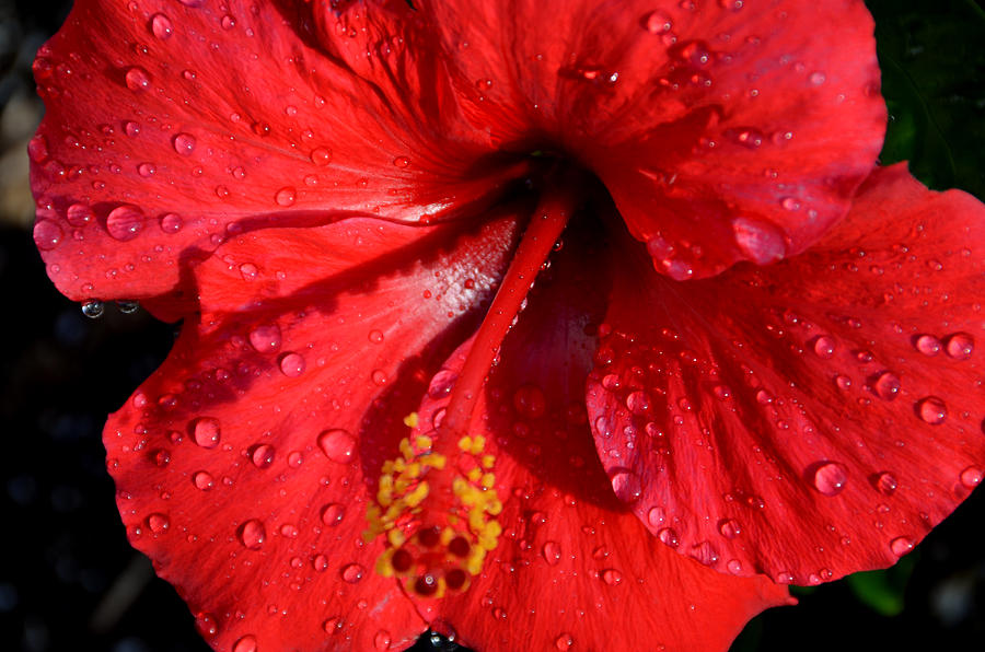 Red Hibiscus Photograph By Nancy Anderson Fine Art America