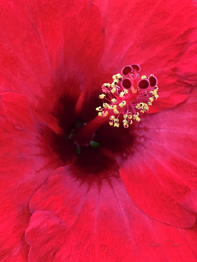 Red Hibiscus - OKeeffe Style Photograph by Robert J Sadler