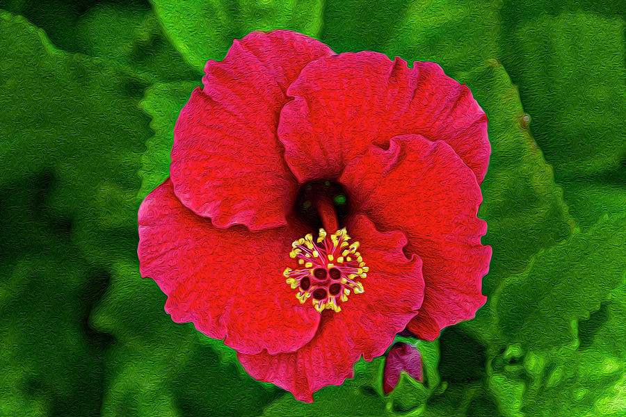 Flower Photograph - Red Hibiscus op12 by Mark Myhaver