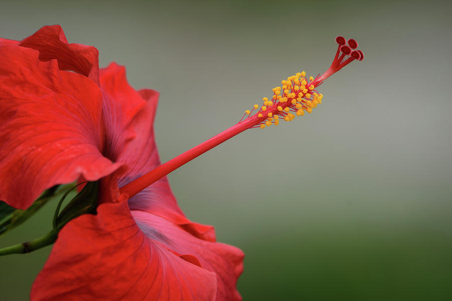  Red Hibiscus Profile Photograph by Debra Martz