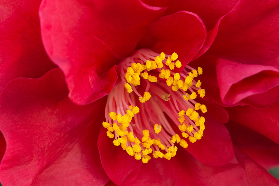 Flower Photograph - Red Camellia by Robert VanDerWal