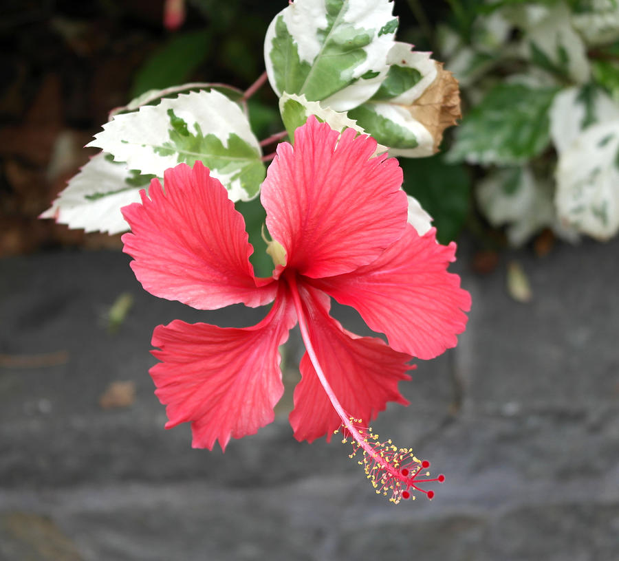 Red Hibiscus Photograph By D Rogers Fine Art America