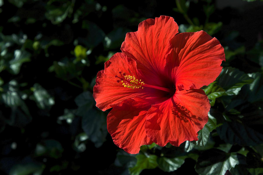 Red Hibiscus Photograph - Red Hibiscus by Sally Weigand