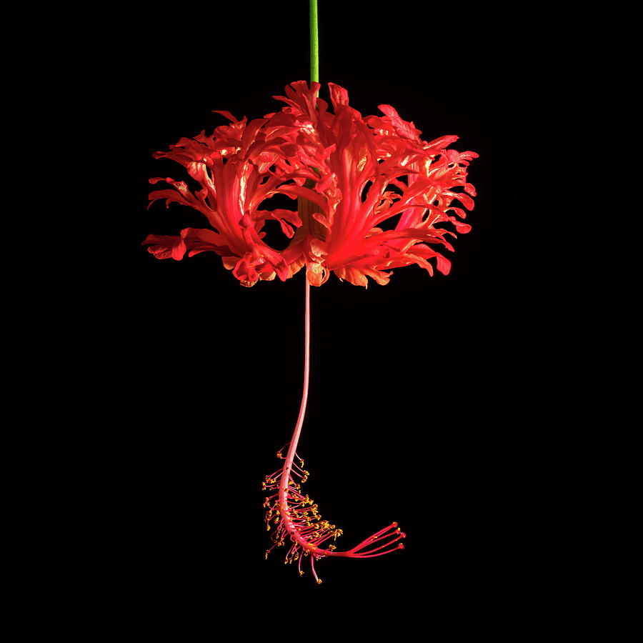 Nature Photograph - Red Hibiscus Schizopetalus On Black by Christopher Johnson