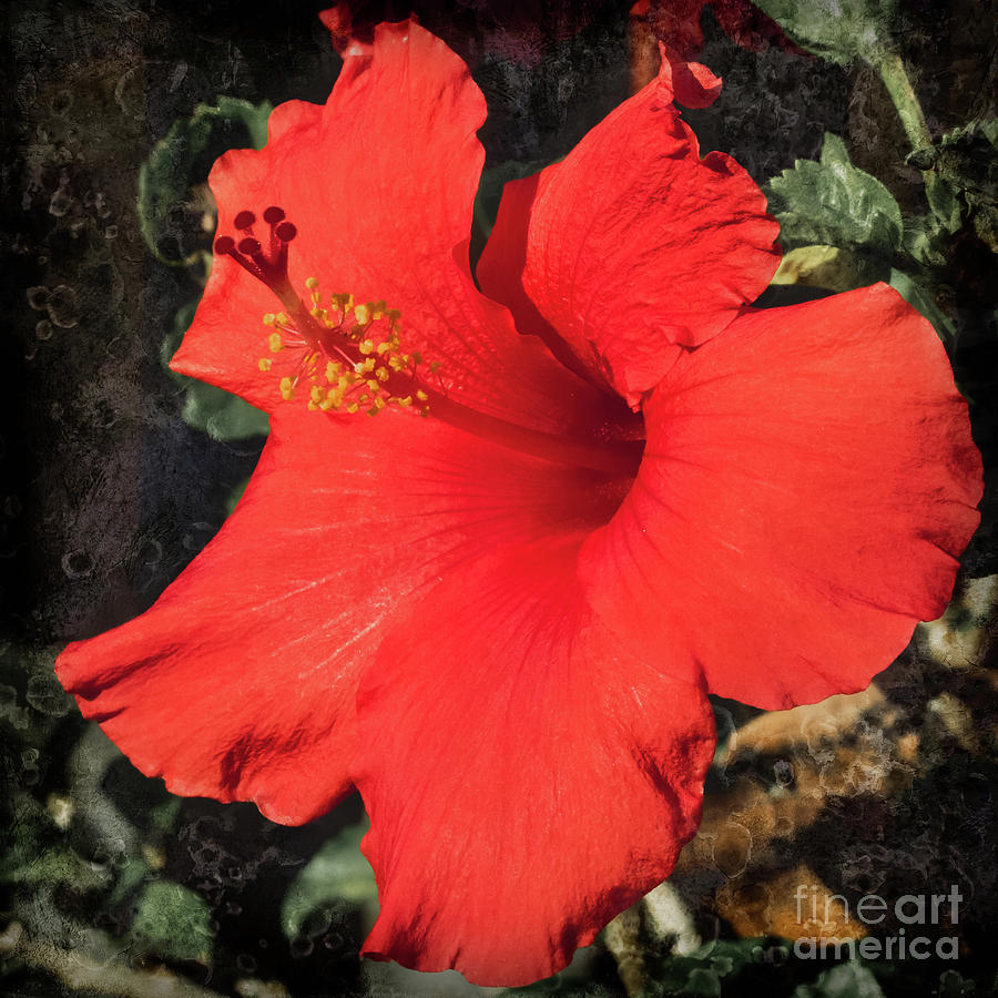 Red Hibiscus Photograph by Scott and Dixie Wiley