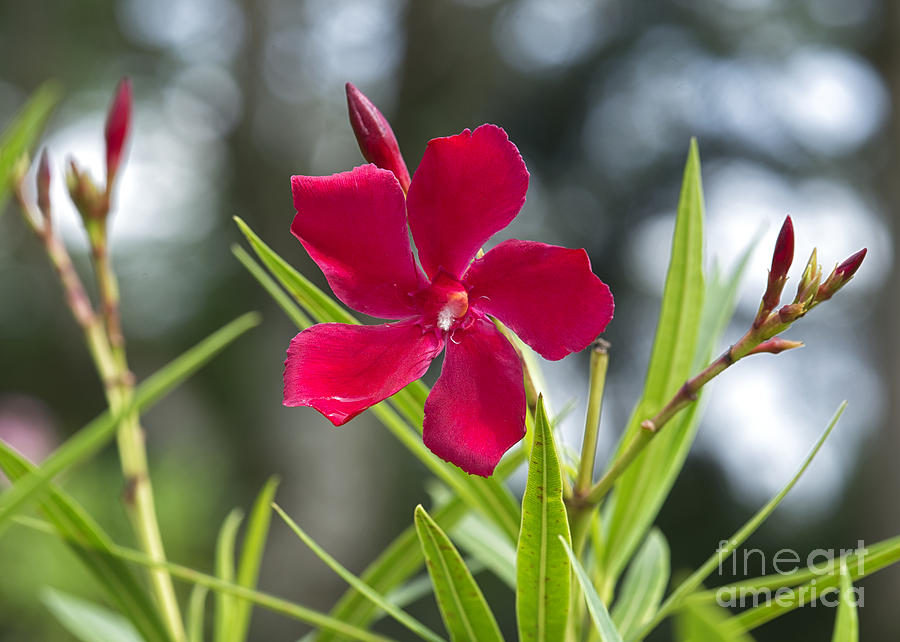 Red Hibiscus, Sri Lanka Photograph by Ivan Batinic
