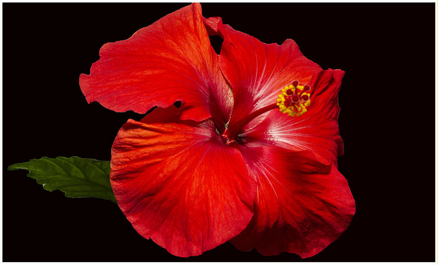 Red Hibiscus Photograph by Suanne Forster