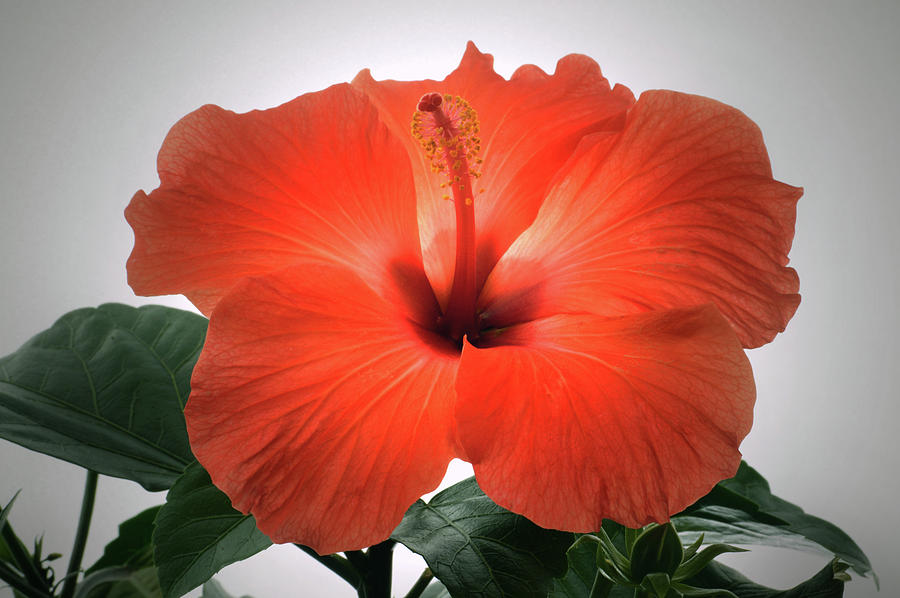 Red Hibiscus Photograph by Terence Davis