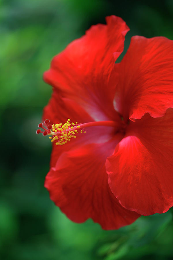 Red Hibiscus Photograph by Teresa Wilson