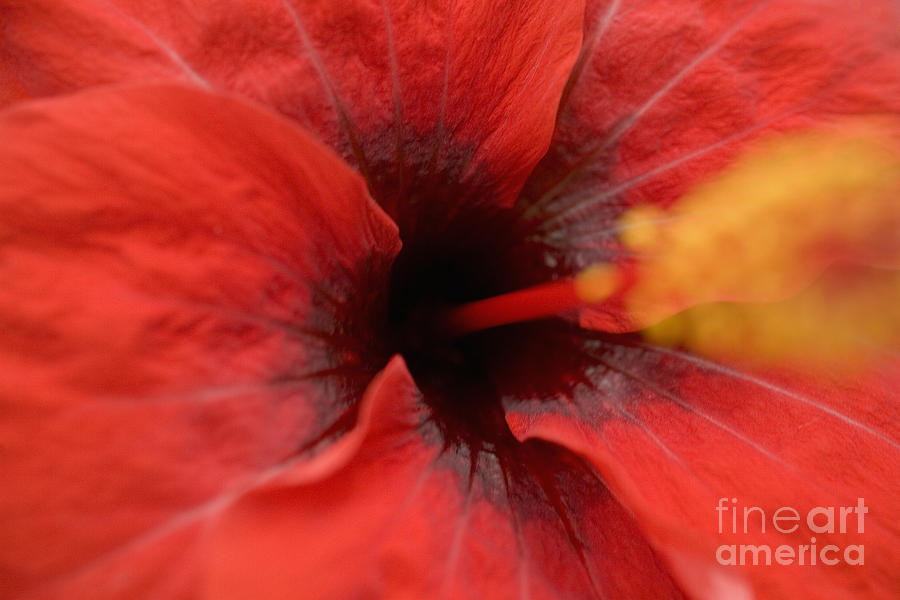Abstract Photograph - Red Hibiscus by Tomas del Amo - Printscapes
