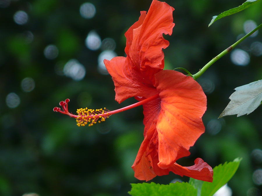 Flowers Still Life Photograph - Red Hibiscus by Valerie Ornstein