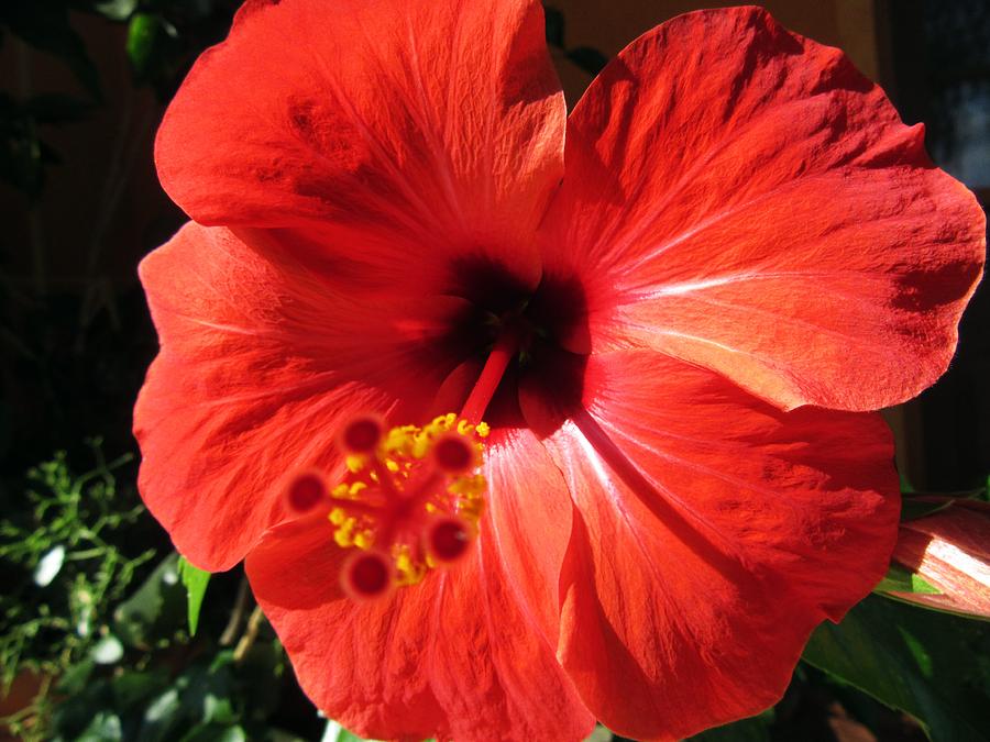 Red hibiscus Photograph by Vesna Martinjak