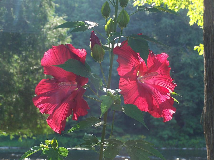 Red Hibiscus With A Sun Glow Photograph