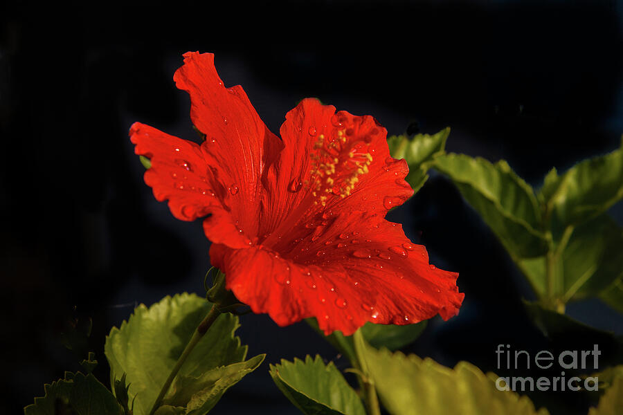 Red Hibiscus With Water Drops Photograph by Robert Bales