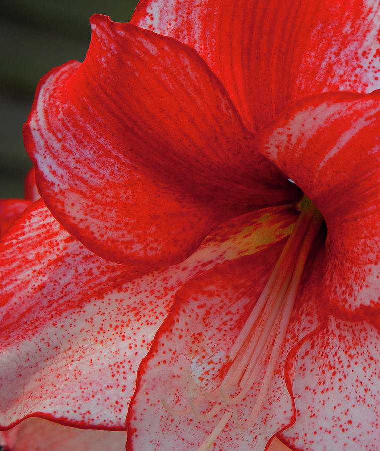 Flower Photograph - Red Hippeastrum Charisma by Philip Enticknap