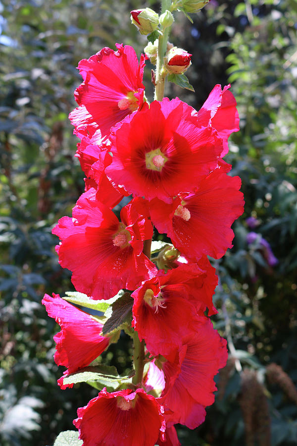 Red Hollyhock Photograph By Liora Hess - Fine Art America