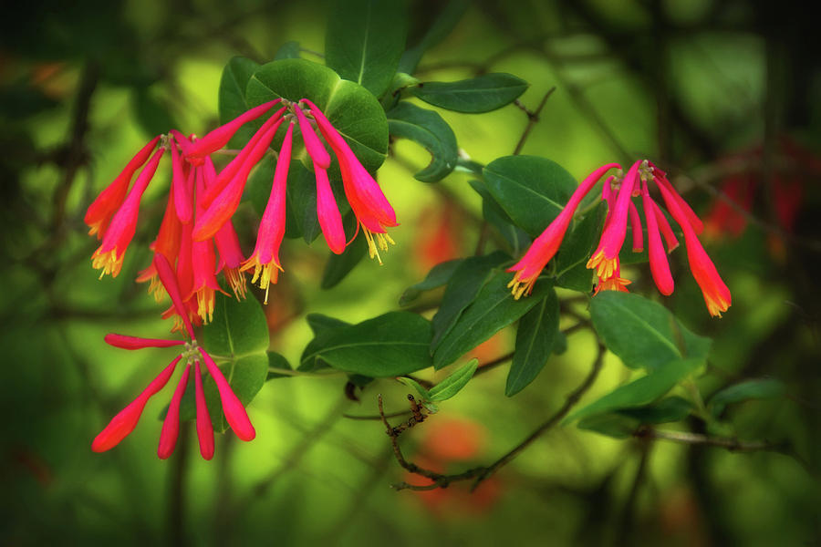 Flower Photograph - Red Honeysuckle Flowers by Carolyn Derstine