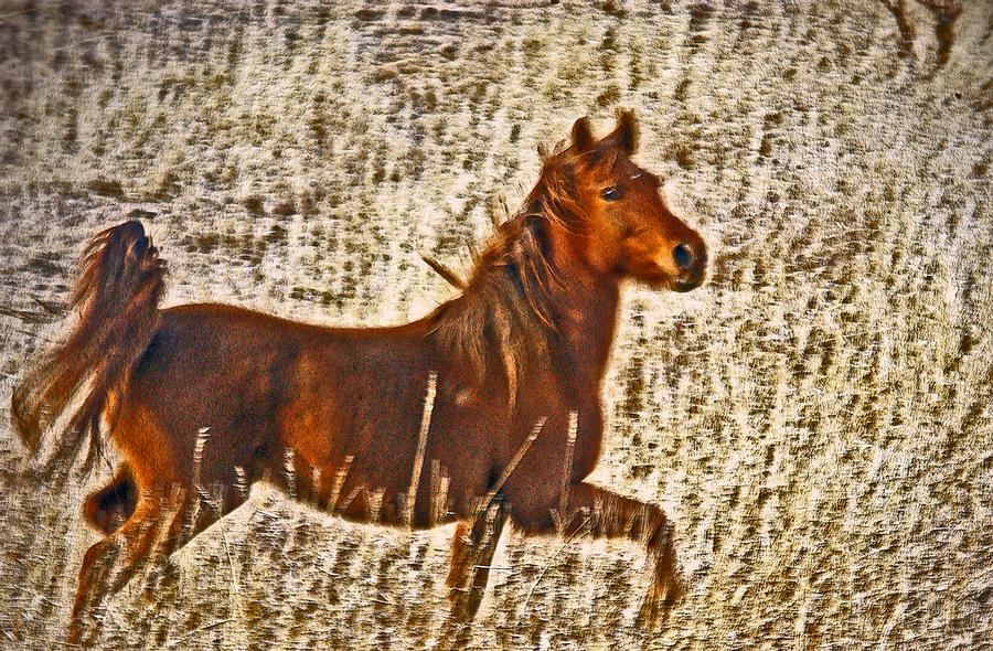 Red Horse Art Photograph by James Steele