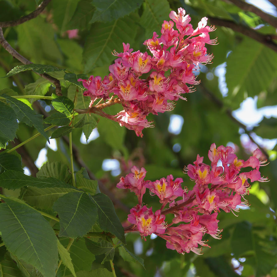 Red Horsechestnut Bloom Squared 01 Photograph by Teresa Mucha
