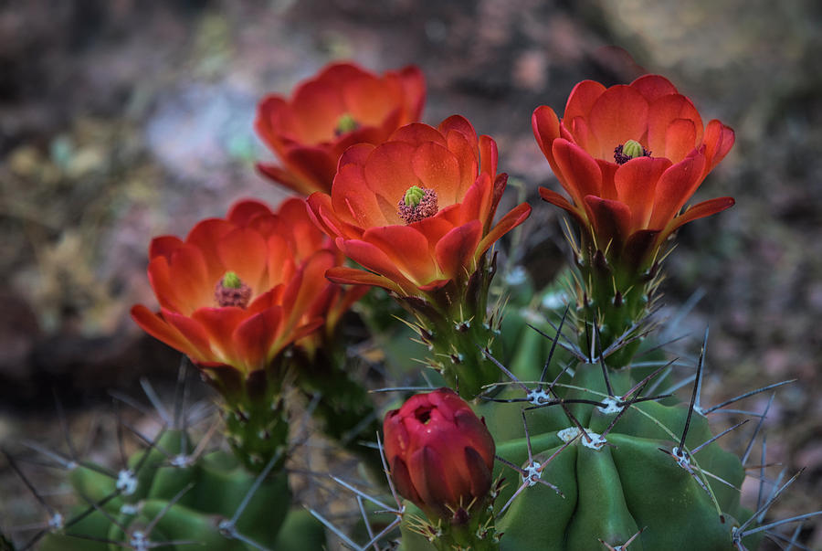 Red Hot Cactus Flowers  Photograph by Saija Lehtonen