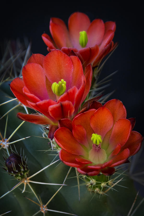 Red Hot Cactus  Photograph by Saija Lehtonen