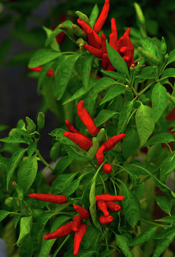 Red Hot Chili Peppers by John Forde Red Hot Chili Peppers by John Forde