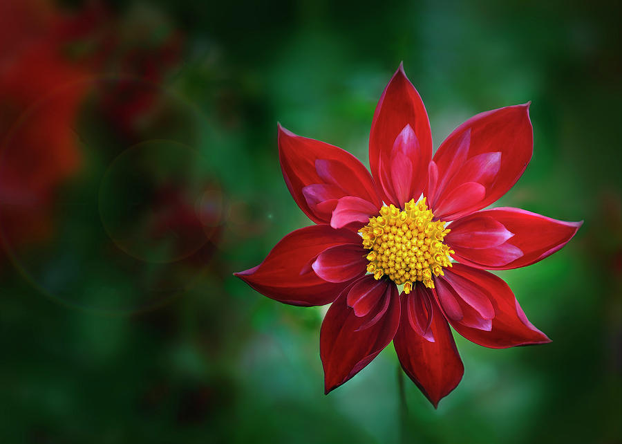 Red Hot Dahlia Photograph by John Christopher