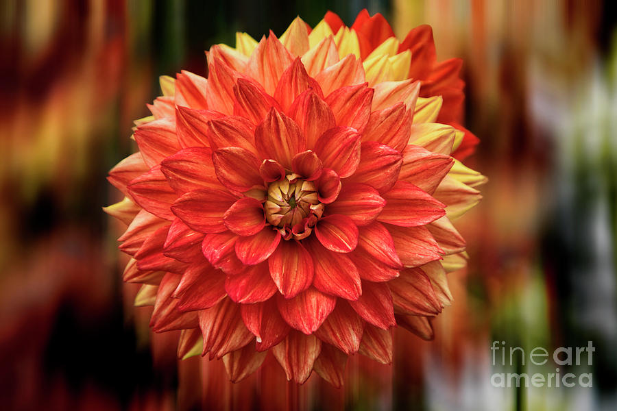 Red Hot Dahlia Photograph by Kasia Bitner