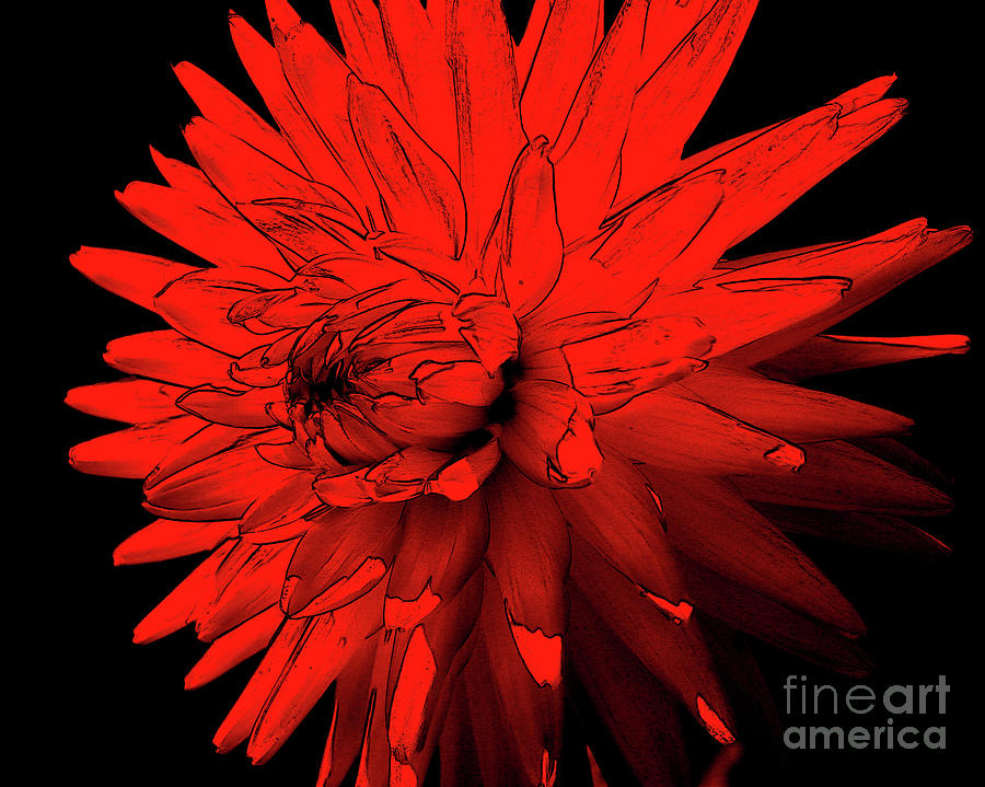 Red Hot Dahlia Digital Art by Smilin Eyes Treasures
