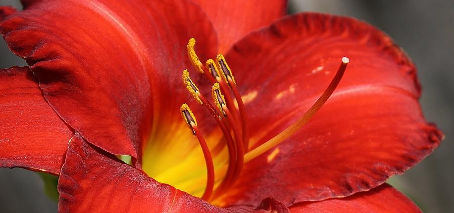 Red Hot Daylily Photograph by Bruce Bley