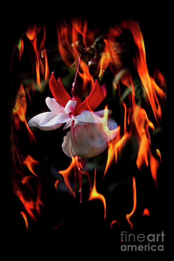 Red Hot Flower Photograph by Al Bourassa