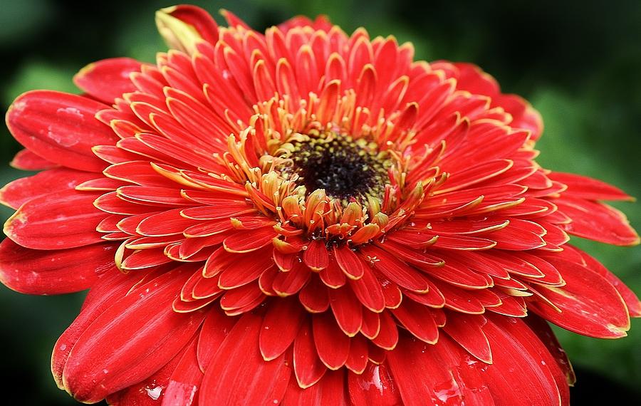 Red Hot Gerbera Daisy Photograph by Bruce Bley