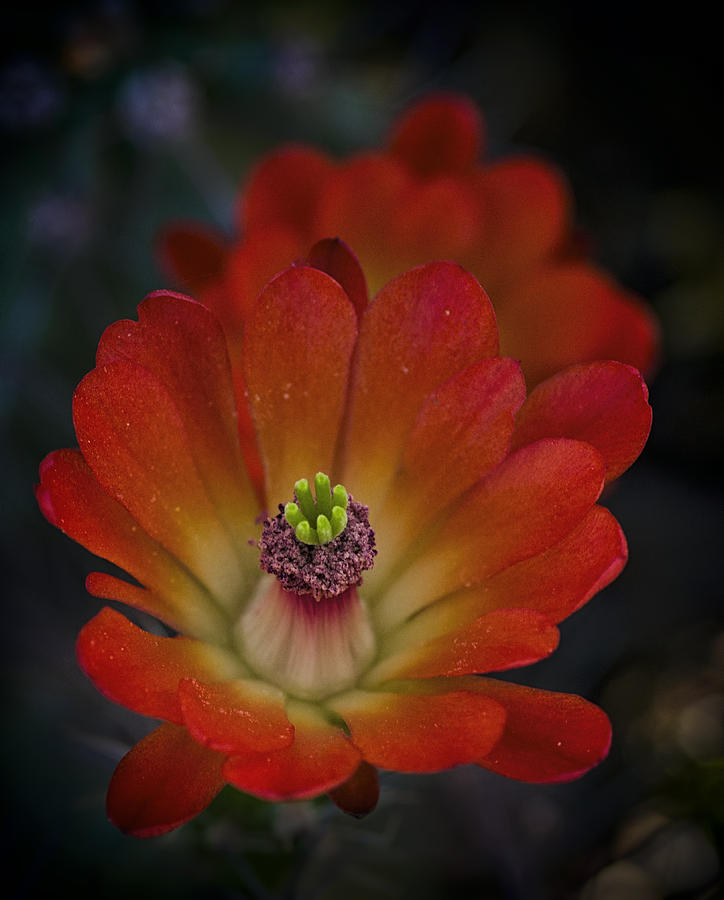 Red Hot Hedgehog Cactus  Photograph by Saija Lehtonen