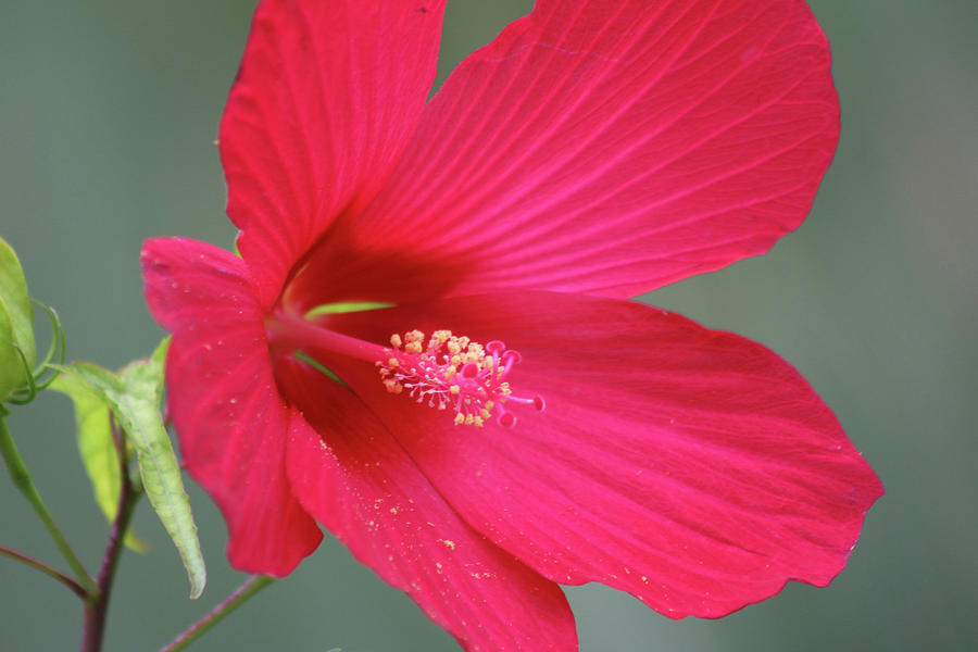 Red Hot Hibiscus 01 Photograph by Pamela Critchlow
