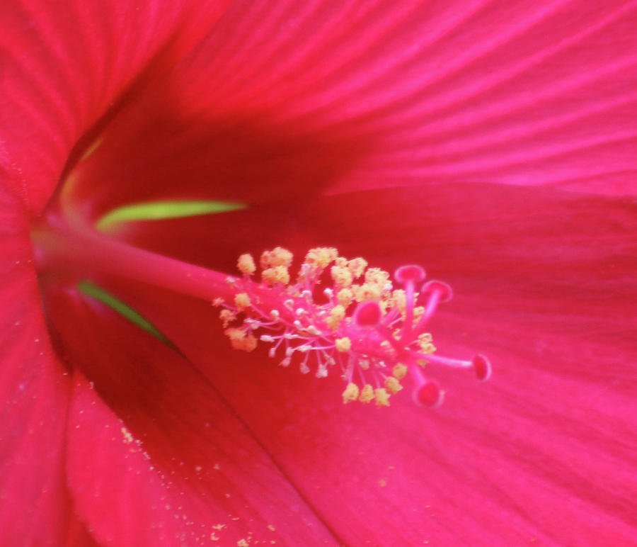 Red Hot Hibiscus 02 Photograph by Pamela Critchlow