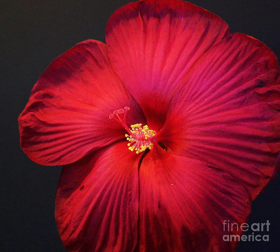 Red Hot Hibiscus ll Photograph by Marsha Heiken