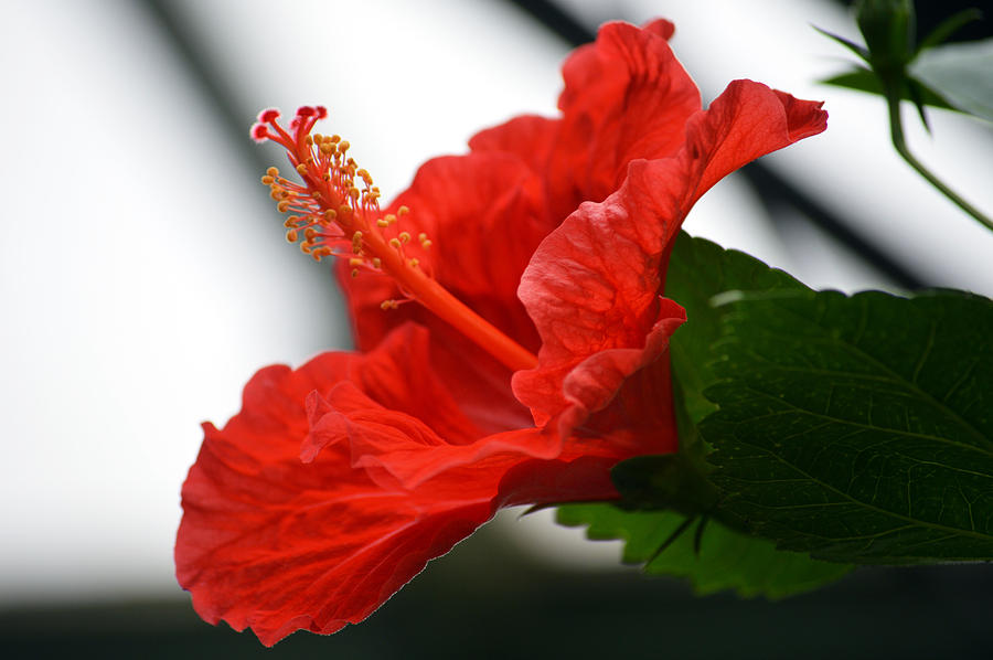 Red Hot hibiscus. Photograph by Terence Davis