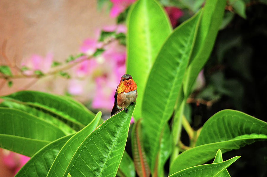 Red Hot Hummingbird Photograph by Lynn Bauer