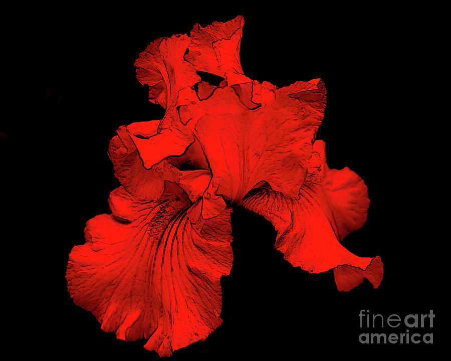 Red Hot Iris Digital Art by Smilin Eyes Treasures