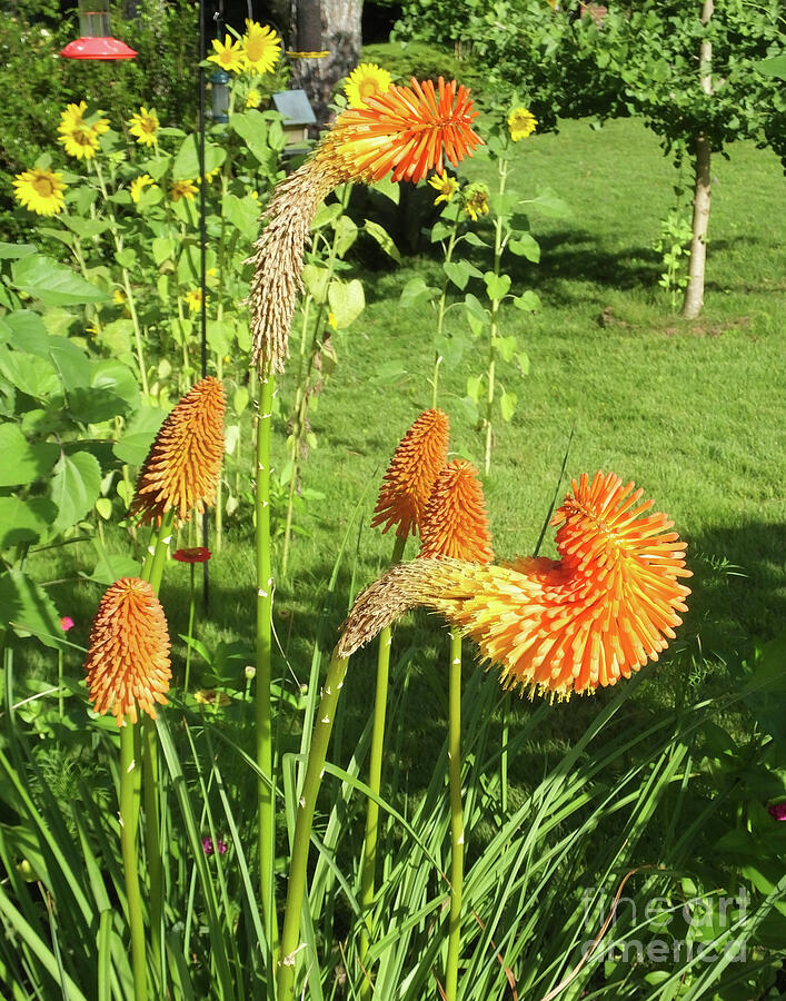 Red Hot Poker 3 Papaya Popsicle Photograph by Lizi Beard-Ward - Fine ...