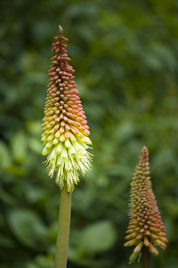 Red Hot Poker Close Up Photograph by Teresa Mucha - Fine Art America