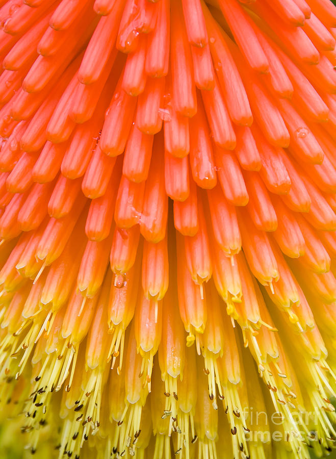 Red Hot Poker flower close up Photograph by Colin Rayner