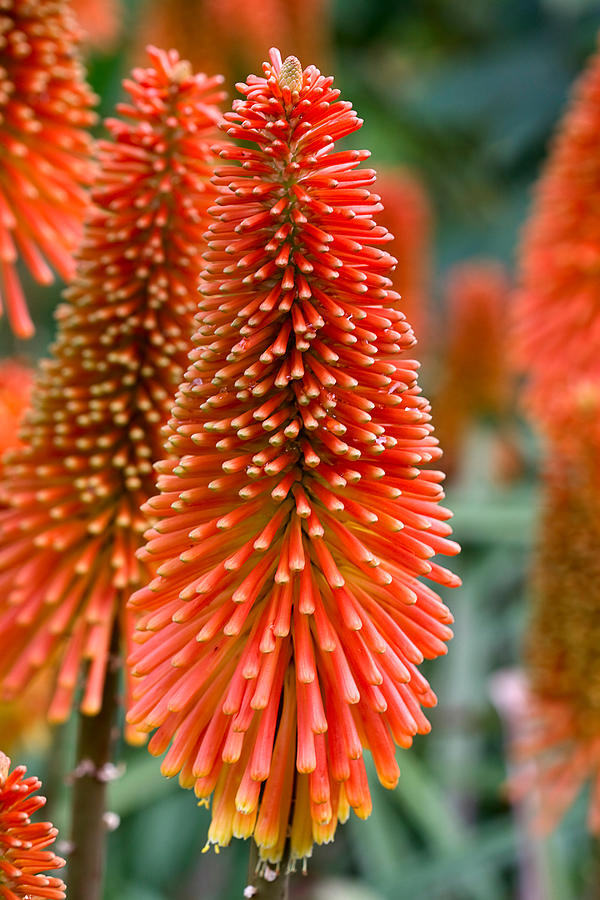 Red-hot poker flower Kniphofia Photograph by Louise Heusinkveld