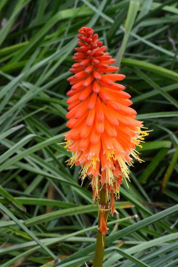 Red Hot Poker Plant Aka Torch Lily Photograph by Belinda Stucki - Fine ...