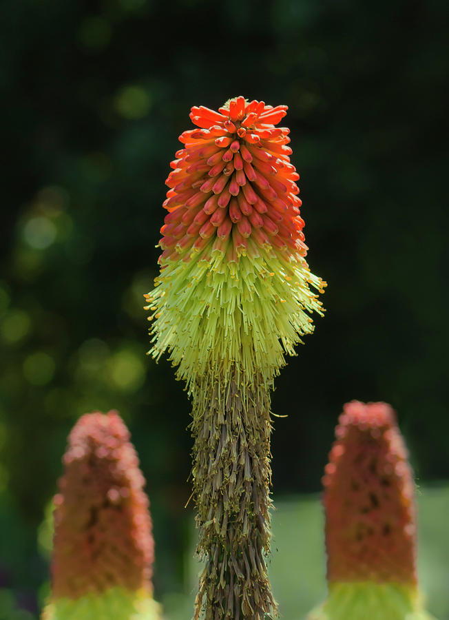 Red Hot Poker Photograph by Rick Mosher