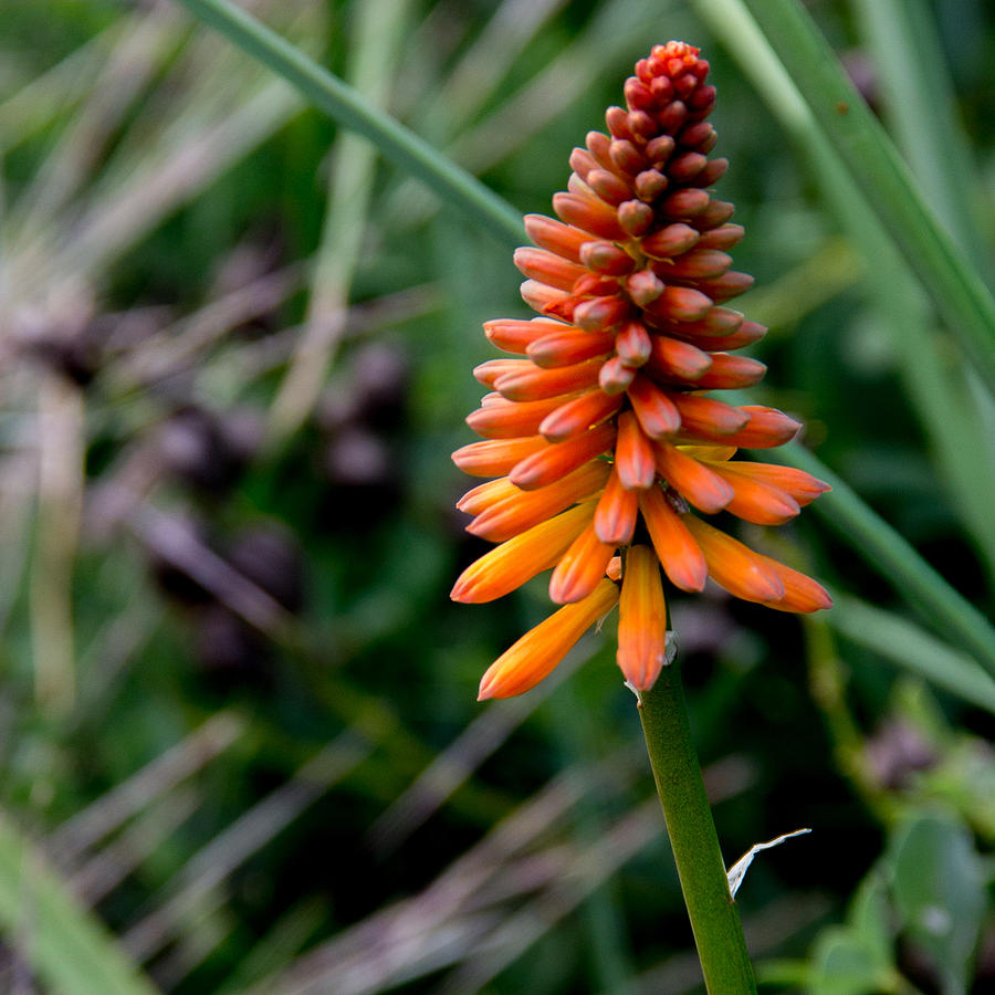 Red Hot Poker Photograph by Spirit Vision Photography | Fine Art America